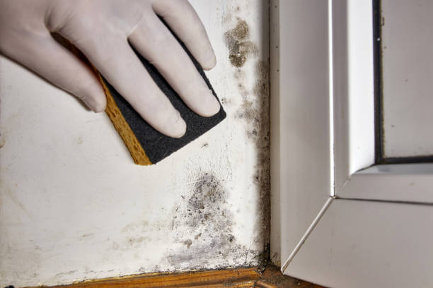 Best Water Damage & Mold Remediation  in Magnolia, OH